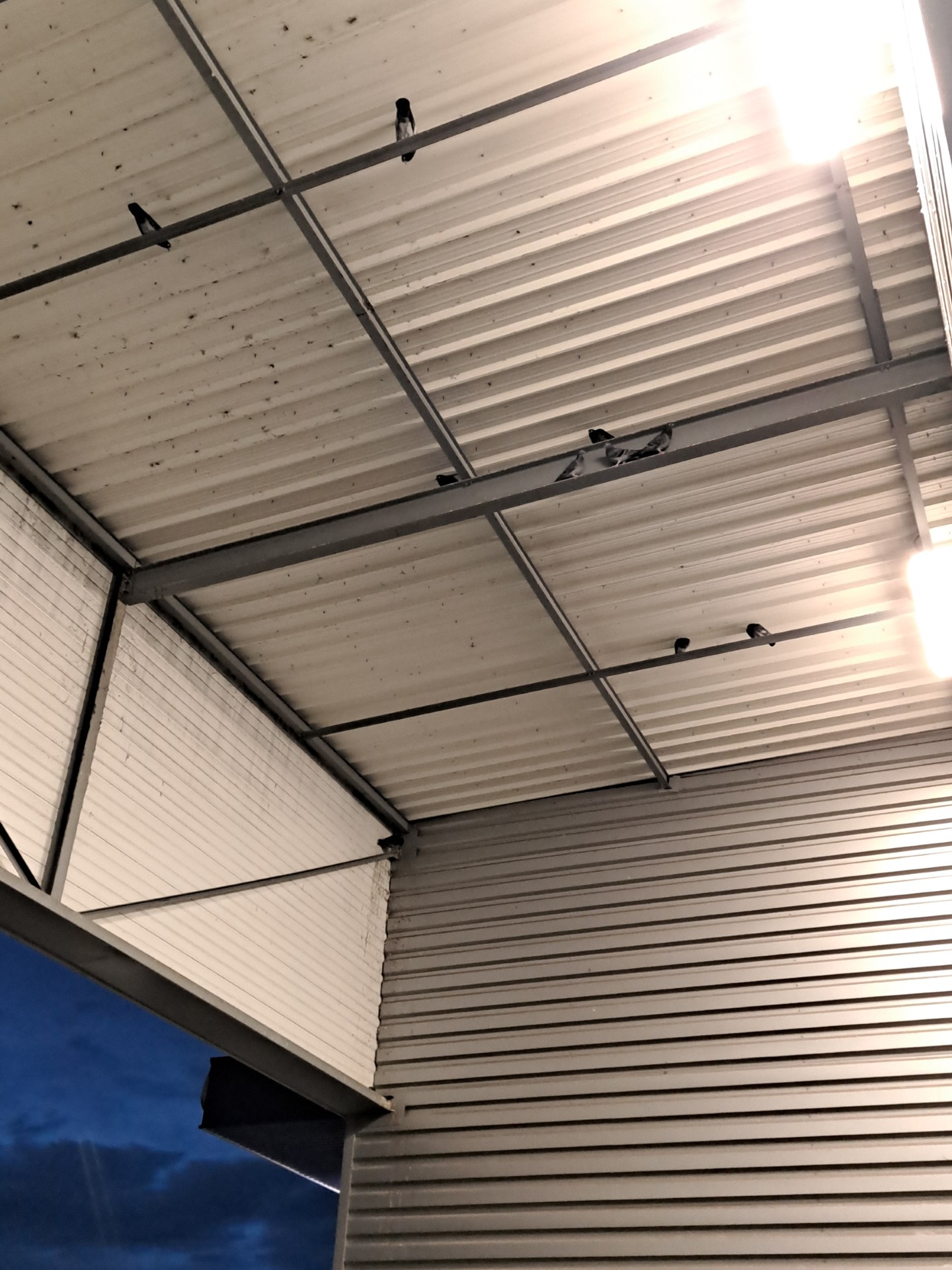 Dépigeonnisation / Dépigeonnage